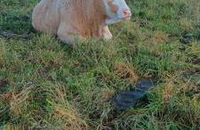 s' Kännele Ferienwohnungen - Foto 31