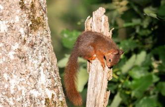 Haus Schönblick - Foto 38