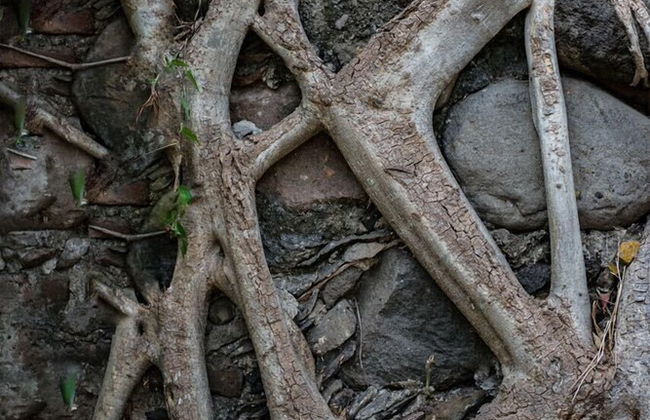 Casa Ave del Risco (Villa con río y cascada al interior) - Photo 55