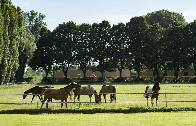 Agriturismo Relais Tenuta il Cigno - Foto 51