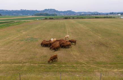 Quinta da Gafaria - Foto 13