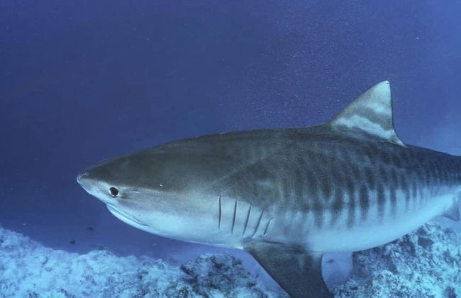 Alafehi Retreat Luxury Villas with Pool Access - Foto 61