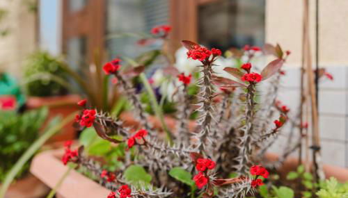 Ai Cannola - Calatafimi Segesta - Foto 2