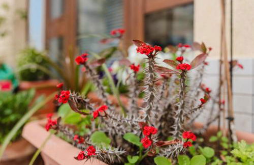 Ai Cannola - Calatafimi Segesta - Foto 2