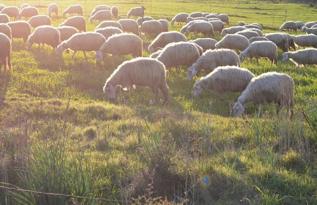 Agriturismo Agrifoglio - Foto 52