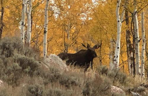 Whistle Pig Retreat at 22 West Cabins and Recreation - Foto 15