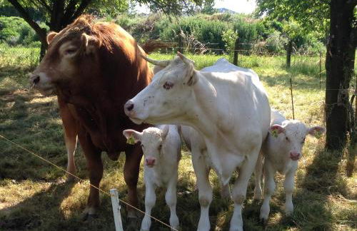 Ferienwohnung auf dem Bauernhof in Hachenburg Hof Kleeberg I Man kann ein Appartment mit Bad zubuchen - Foto 24
