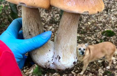 Villa Pino - Foto 44