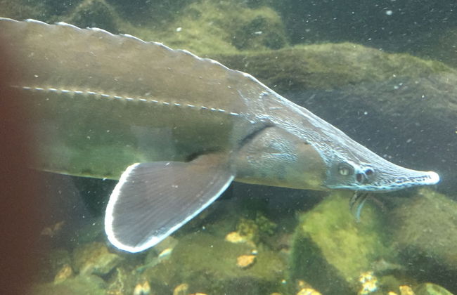 Quaint Chalet in Petithan With Roofed Pool - Foto 27