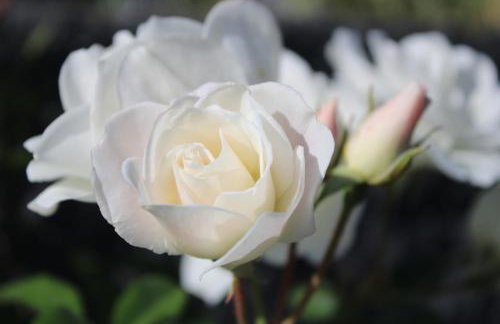 Casa da Ponta - Foto 2