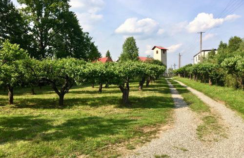 Czytelnia w Sadzie - Foto 41