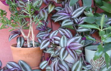 The Strawhouse under the mountain - Foto 36