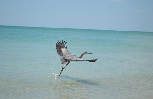 Remote Island Retreat with Private Ferry, Pool, Beach - Foto 21