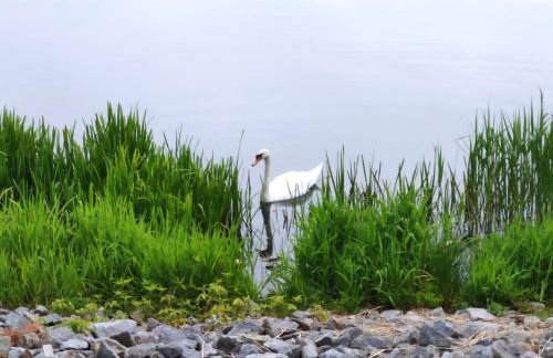 MIODOWA SADYBA Domki całoroczne Kluczbork - Foto 26