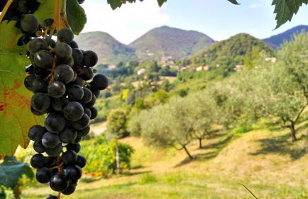 Colle Del Barbarossa - Foto 14