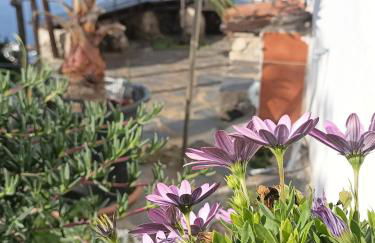 Finca Casa Madera 2 - Foto 24