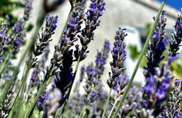 Robinson house Leticia - Foto 32