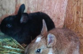 POD STARĄ PODKOWĄ komfortowy domek z kominkiem - Foto 75