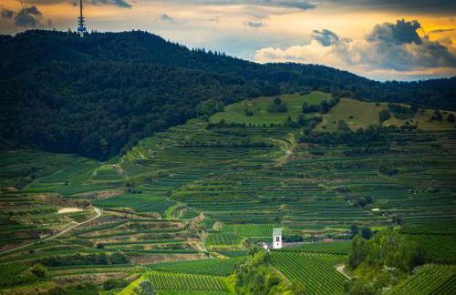 Casa Kaiserstuhl Spätburgunder - Foto 20