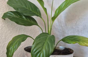 Schumacher Ferienwohnung - Foto 6