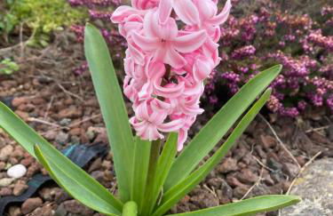 Orchidea del Garda Rooms & Apartments - Foto 31