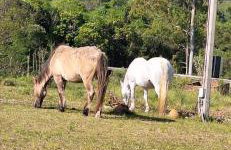 Rancho Bela Vista - o seu recanto em Pelotas - Foto 48