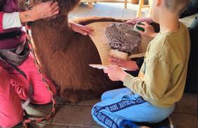 Agroturystyka Zagroda Alpaka - Foto 26