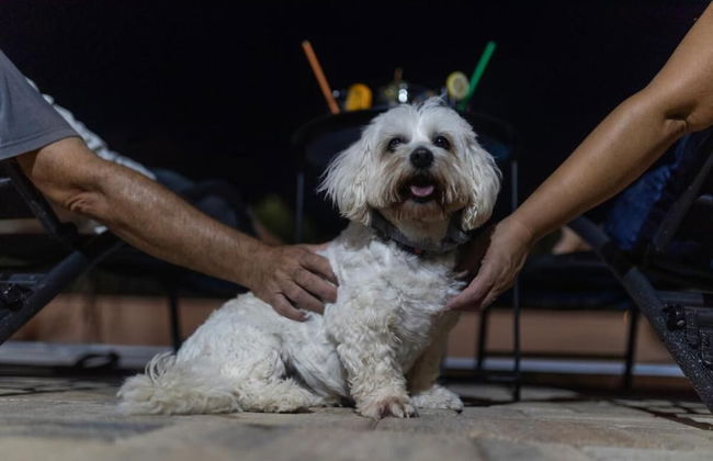 Villa Akulica With Heated Outdoor Pool and Seaview - Photo 31