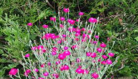 La Balnière Normande - Foto 5, Garden, Garden view