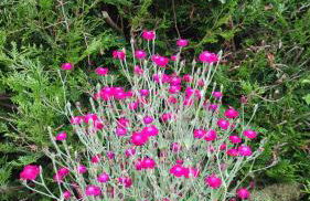 La Balnière Normande - Foto 5