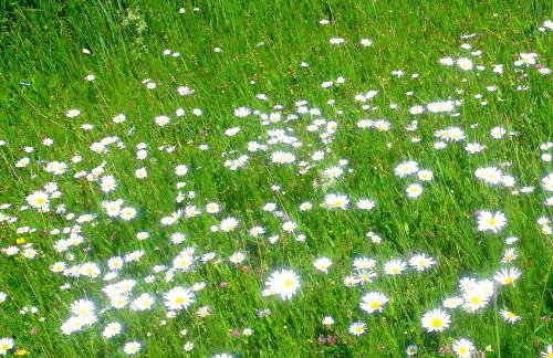 Ferienhaus Sommerlust - Foto 19