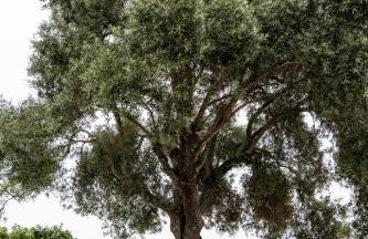 Herdade do Carregouçal - Foto 49