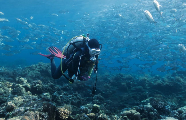 Bautismo de buceo en la isla de Faial - Foto 1