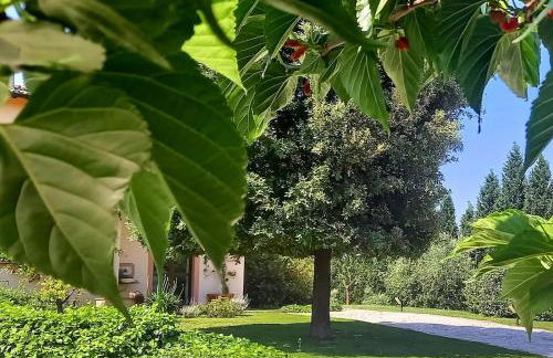 AGRIFOGLIO - Photo 32