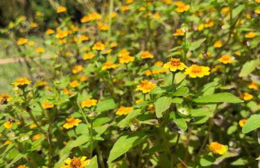 Sítio Via Láctea - Guaramiranga - Foto 58