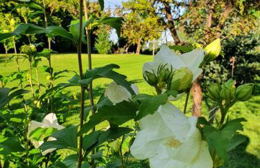 Dom wypoczynkowy Radomno - Foto 24