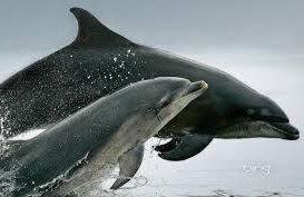 Ard Garraidh - Photo 20