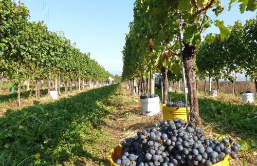 Agriturismo Tonutti - Foto 55