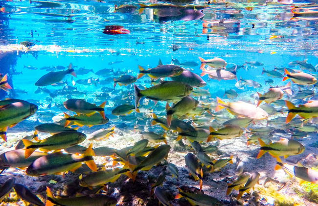 Nascente Azul Ticket - Foto 2