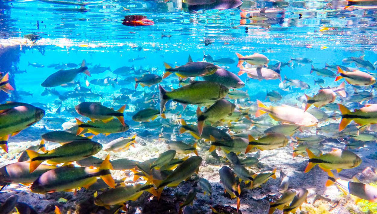 Nascente Azul Ticket - Foto 2