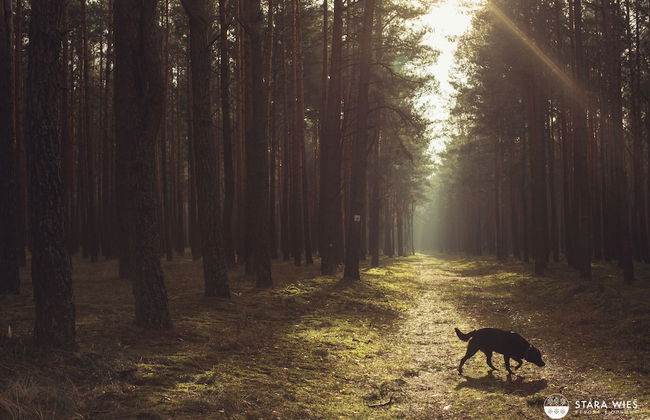 Resort Stara Wieś - Foto 62