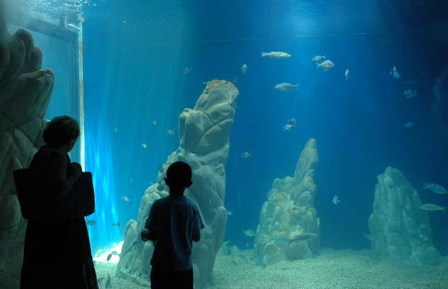 Biglietti per l'Acquario di Cala Gonone - Foto 3