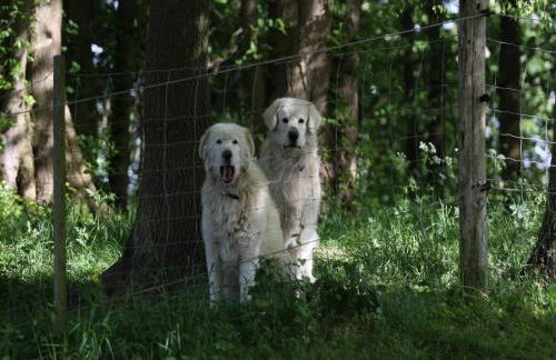 Reihenhaus Rotkehlchen in Lohmen - Foto 51