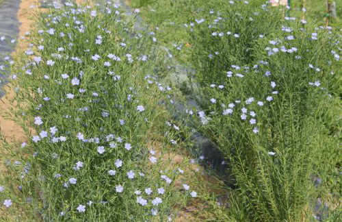 Country House Erba Regina - Foto 93