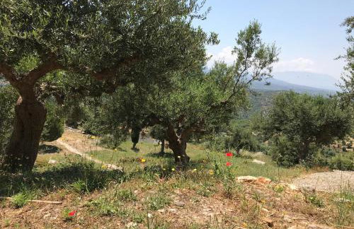 Old Olive house - Foto 29