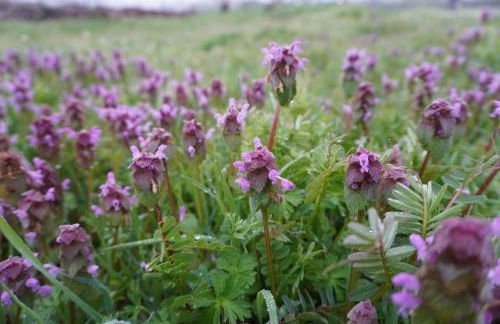 Elena's House - Photo 52