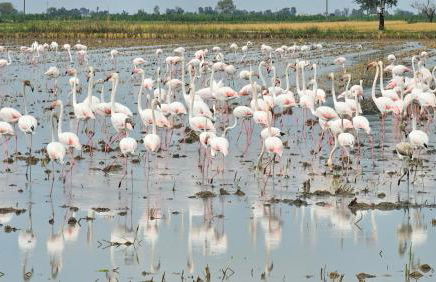 Masos Bruguera - Finca Llambrich - Foto 23