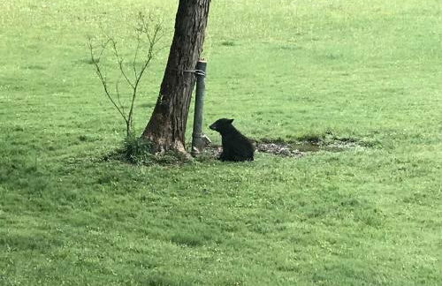 Cozy Cabin in the Blue Ridge Mountains, Perfect for a Weekend Escape from Atlanta - Foto 14