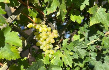 Halte vendéenne atypique - Foto 3