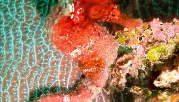 Plongée à Portobelo - Photo 4